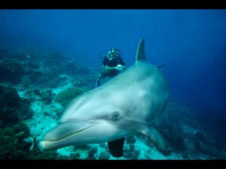 Curaçao Dolfijn met duiker