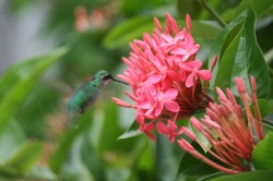 Curaçao Kolibri