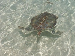 Curaçao Schildpad