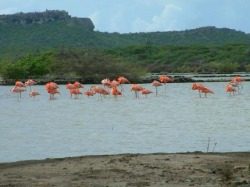 Curaçao Flamingo's